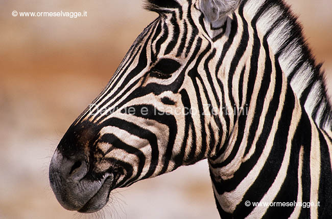 Zebra 102-34-08